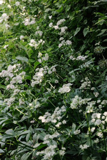 Coming up Roses: five homes for sale with gorgeous gardens