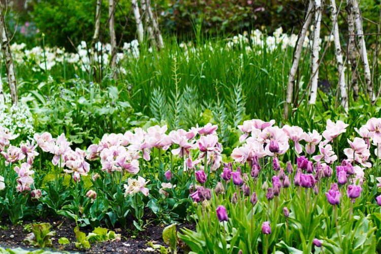 Flower bed of tulips