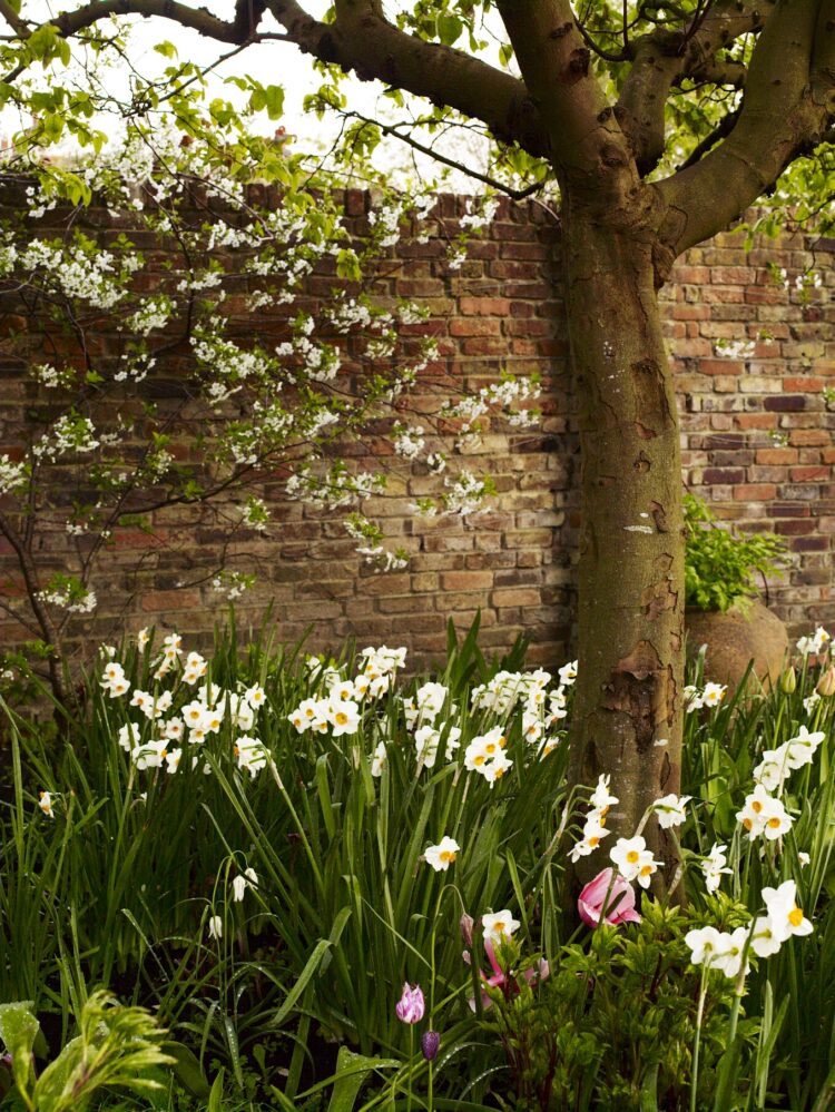 Flower bed of daffodils under tree