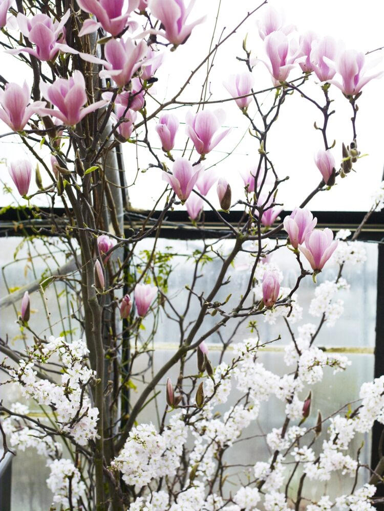 Magnolia blossoms