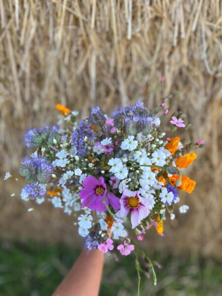 Pick of the Bunch: Britain’s best pick-your-own flower farms