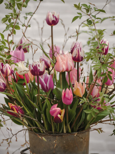 A Room of One's Own: tulip specialist Polly Nicholson shares the beauty and industry of her glasshouse