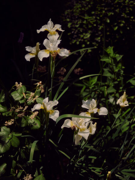 A Room of One’s Own: the whimsical garden sanctuary of Beata Heuman