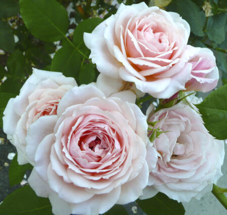 For the Library: a horticulturist’s homage to roses explores the power of the flower