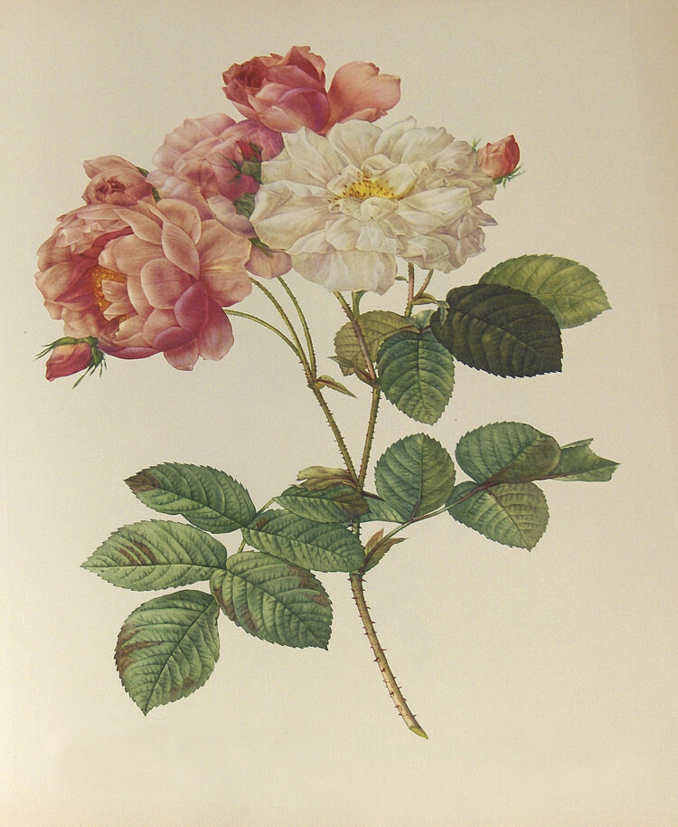 Rosa: story of the rose/botanical