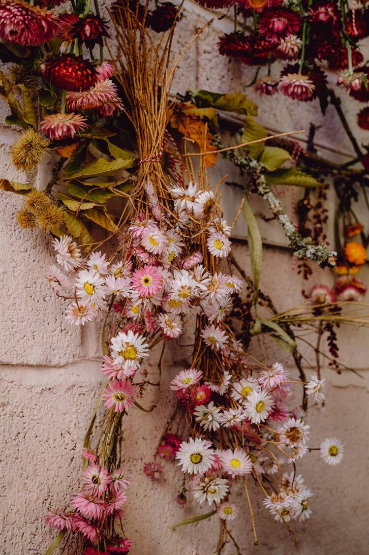 Kitten Grayson hanging dried flowers